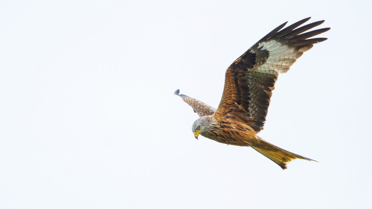 red kite size comparison